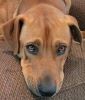 Rescue Dog